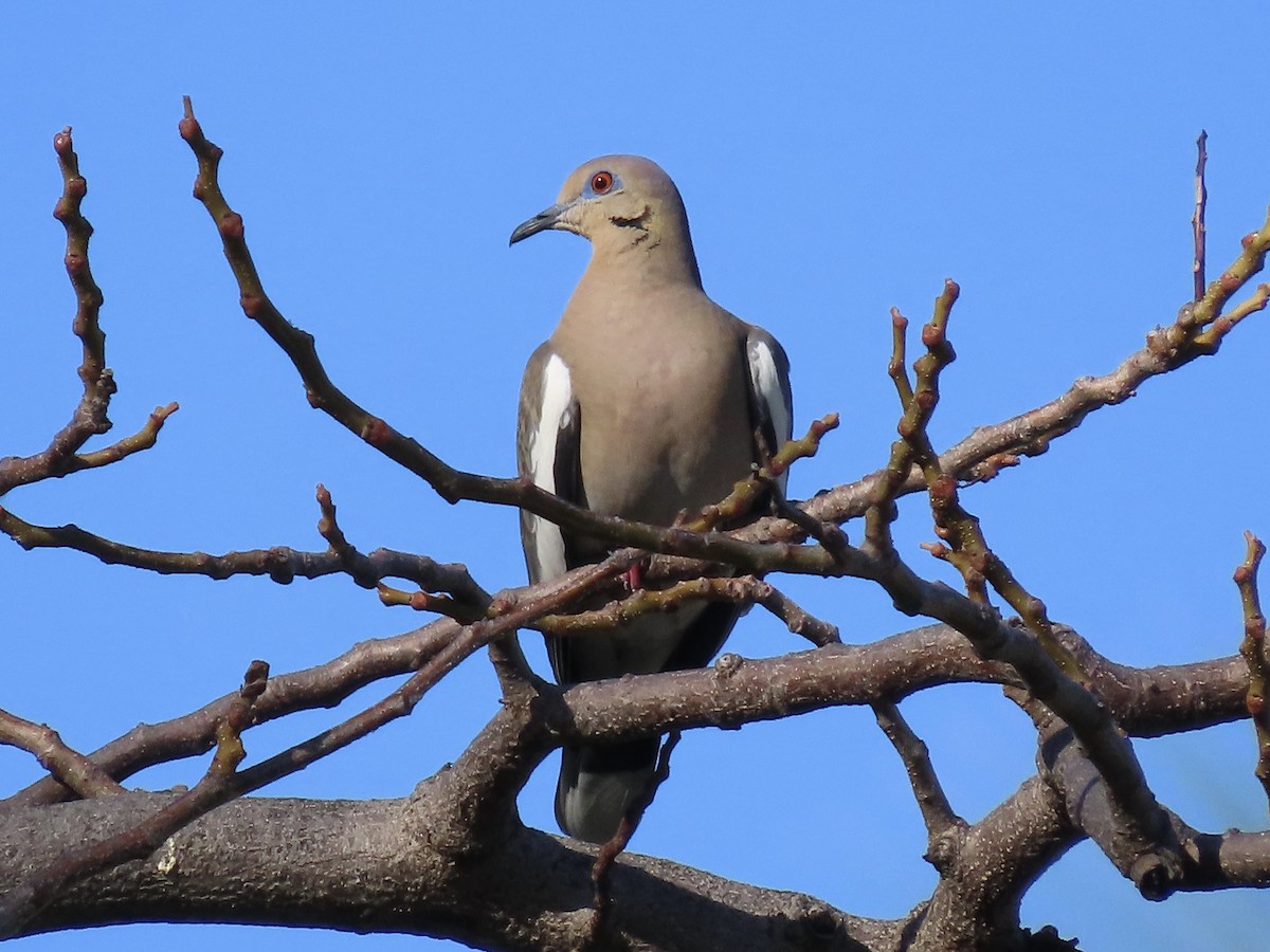 White-winged Dove - ML615018293