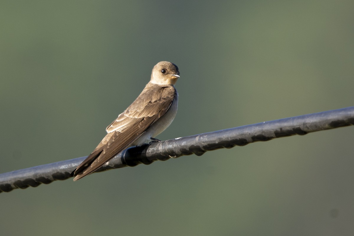 Northern Rough-winged Swallow - ML615018299
