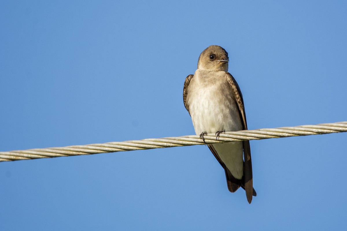 Northern Rough-winged Swallow - ML615018300