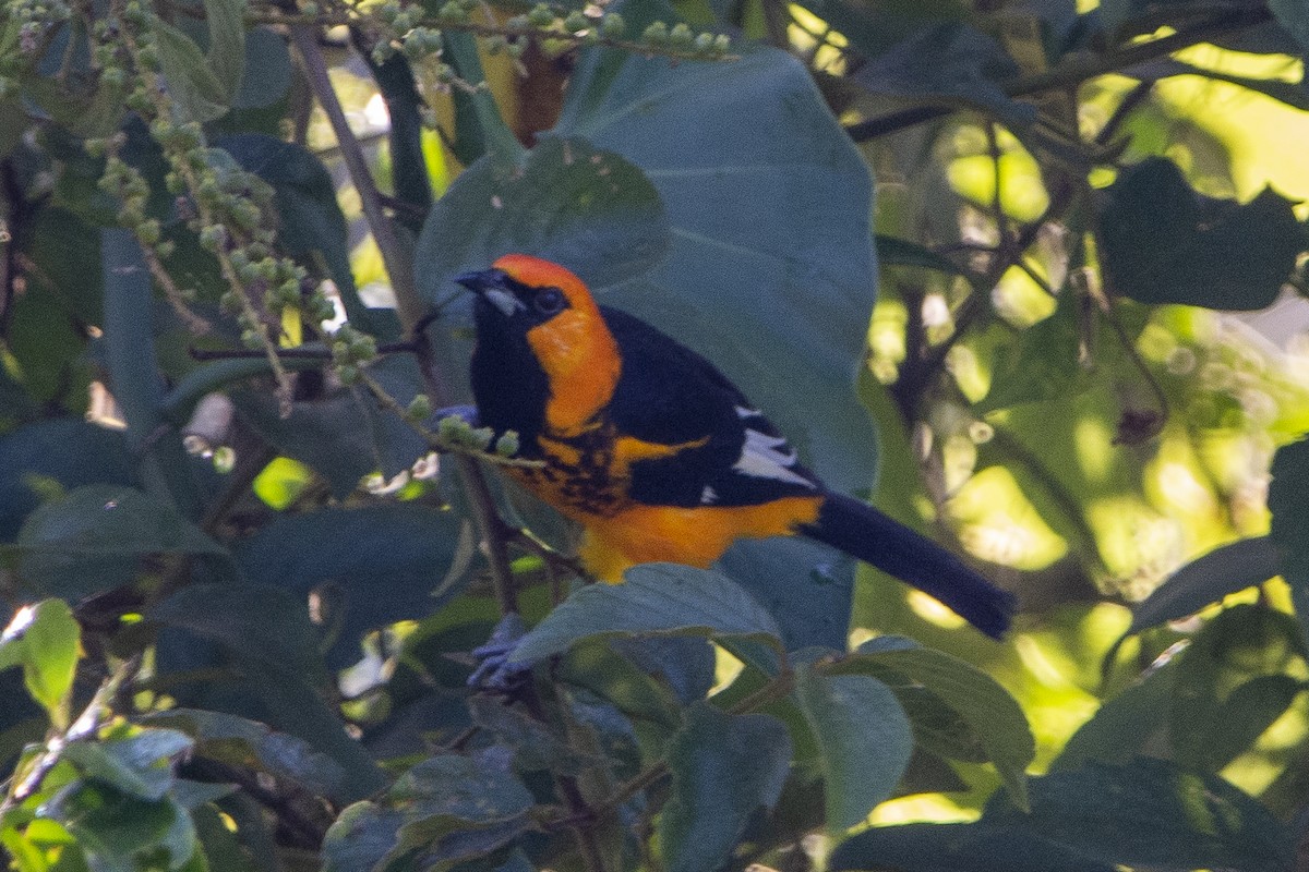Spot-breasted Oriole - ML615018310