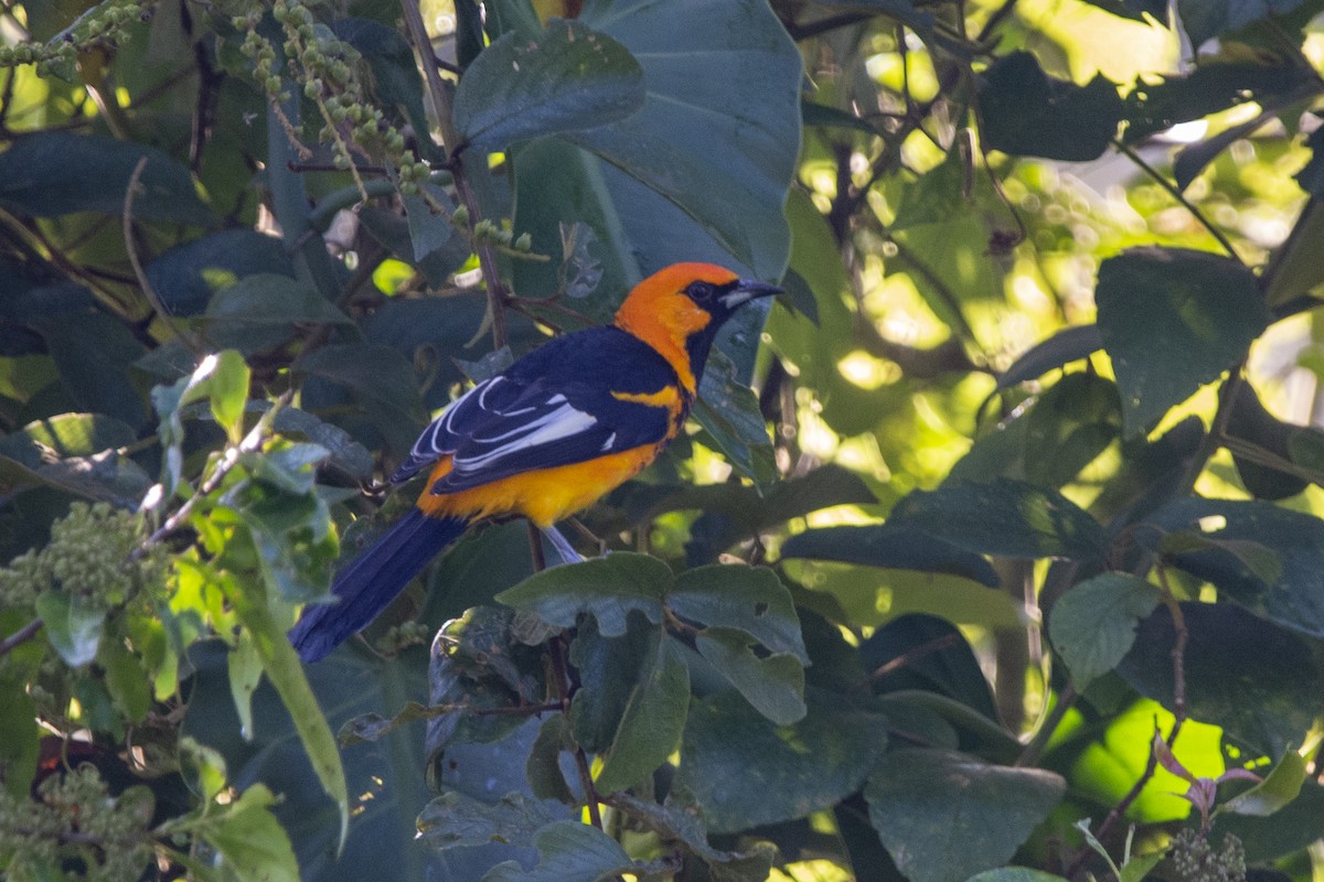 Spot-breasted Oriole - ML615018312