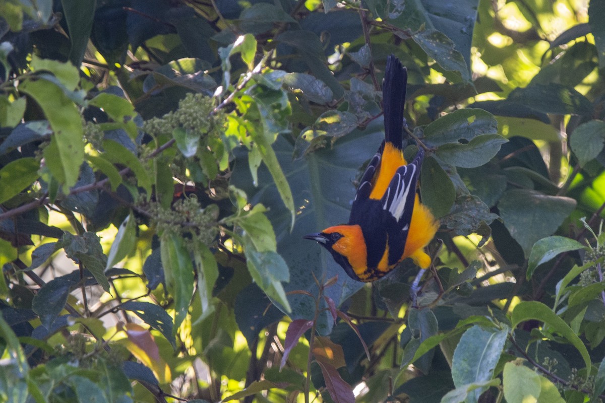 Spot-breasted Oriole - ML615018313