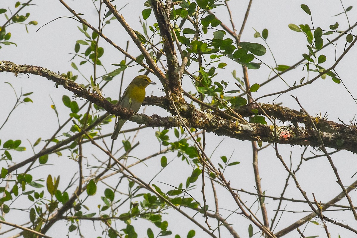 Yellow-throated Vireo - Frantz Delcroix (Duzont)