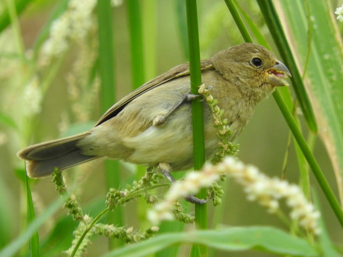 Double-collared Seedeater - ML615018465