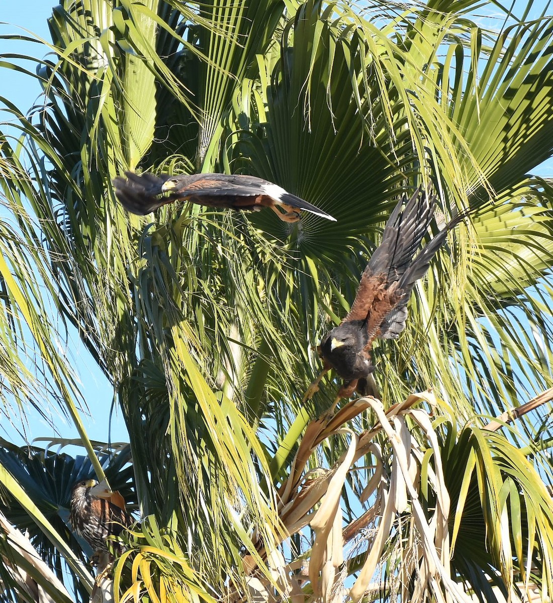 EBird Checklist 18 Feb 2024 Kathys Winter Place 23 24 18 Species