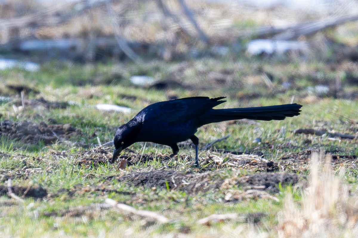 Great-tailed Grackle - ML615018712