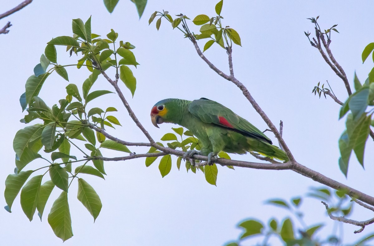 Red-lored Parrot (Red-lored) - ML615018905
