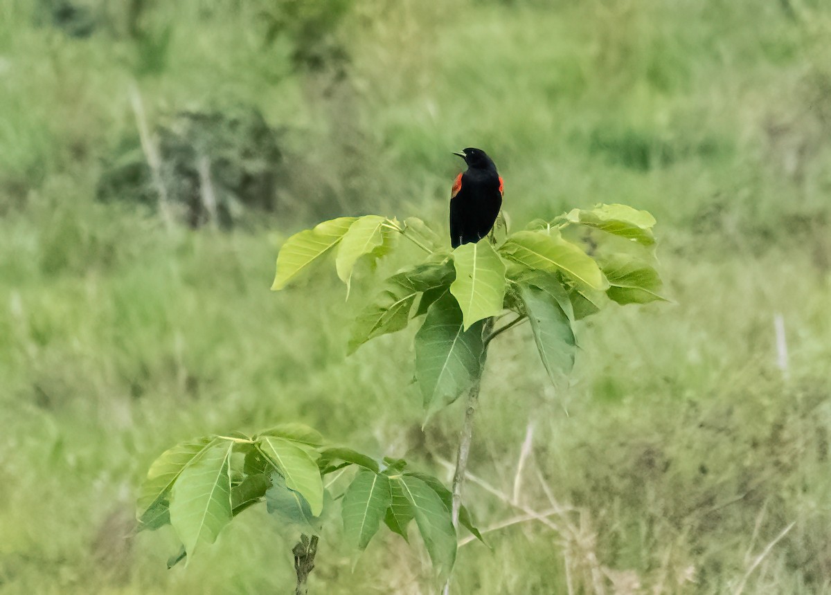Red-winged Blackbird - ML615018923