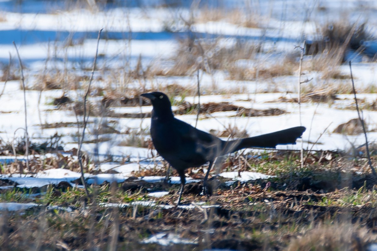 Great-tailed Grackle - ML615018941