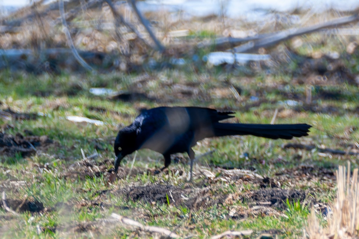 Great-tailed Grackle - ML615018942
