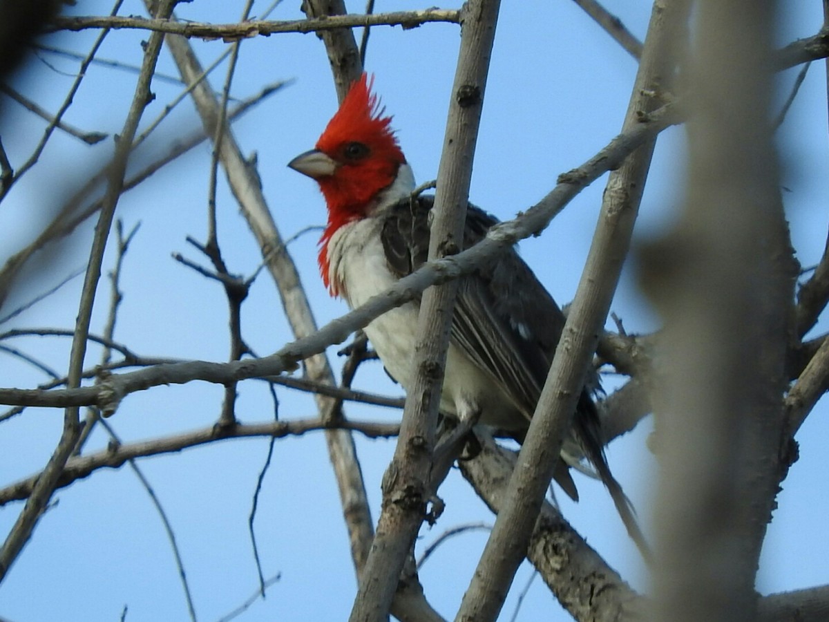 Red-crested Cardinal - ML615018958