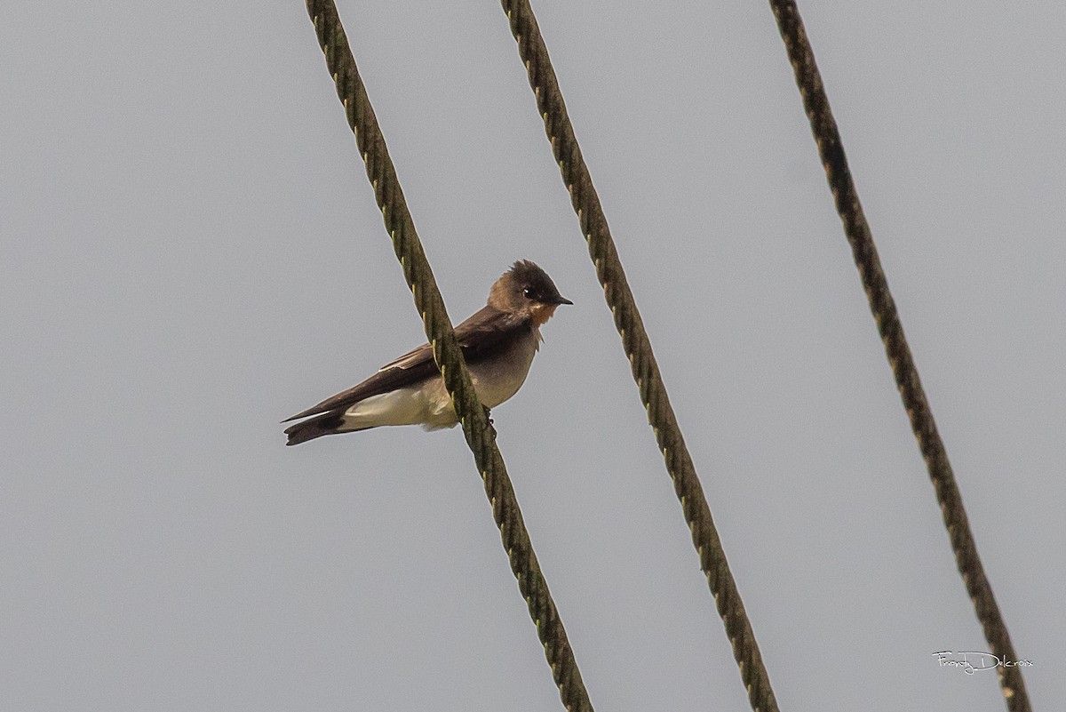 Southern Rough-winged Swallow - ML615018971