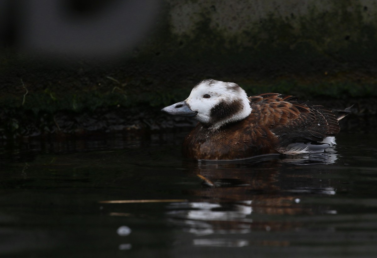 Long-tailed Duck - ML615019116