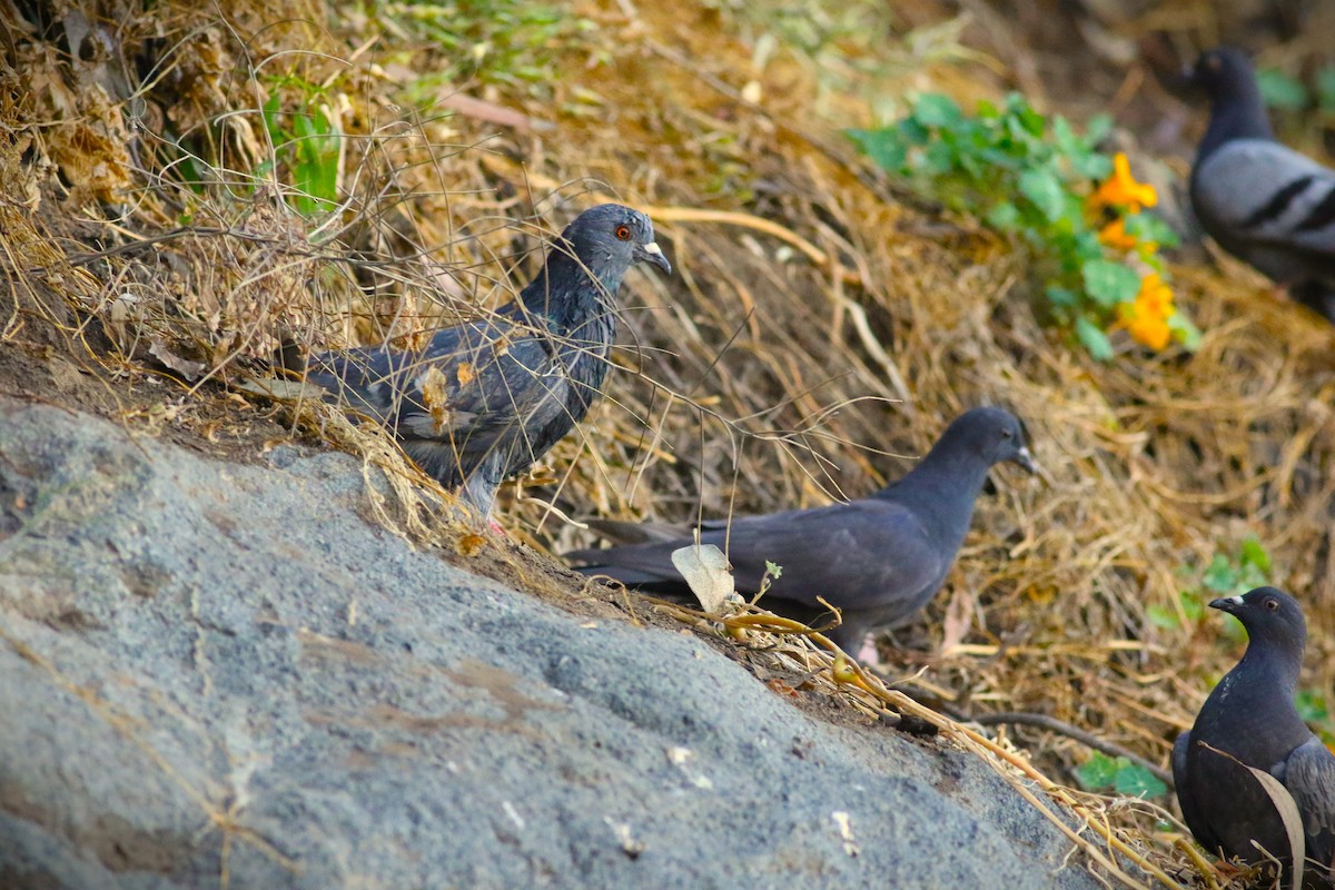 Rock Pigeon (Feral Pigeon) - ML615019143