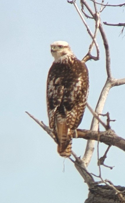 Red-tailed Hawk (Krider's) - ML615019160