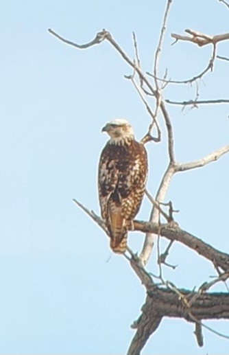 Red-tailed Hawk (Krider's) - ML615019163