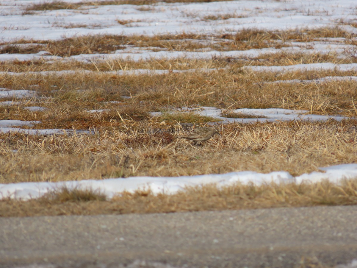 New Hampshire eBird Checklist - 11 Feb 2024 - field at Regional Dr