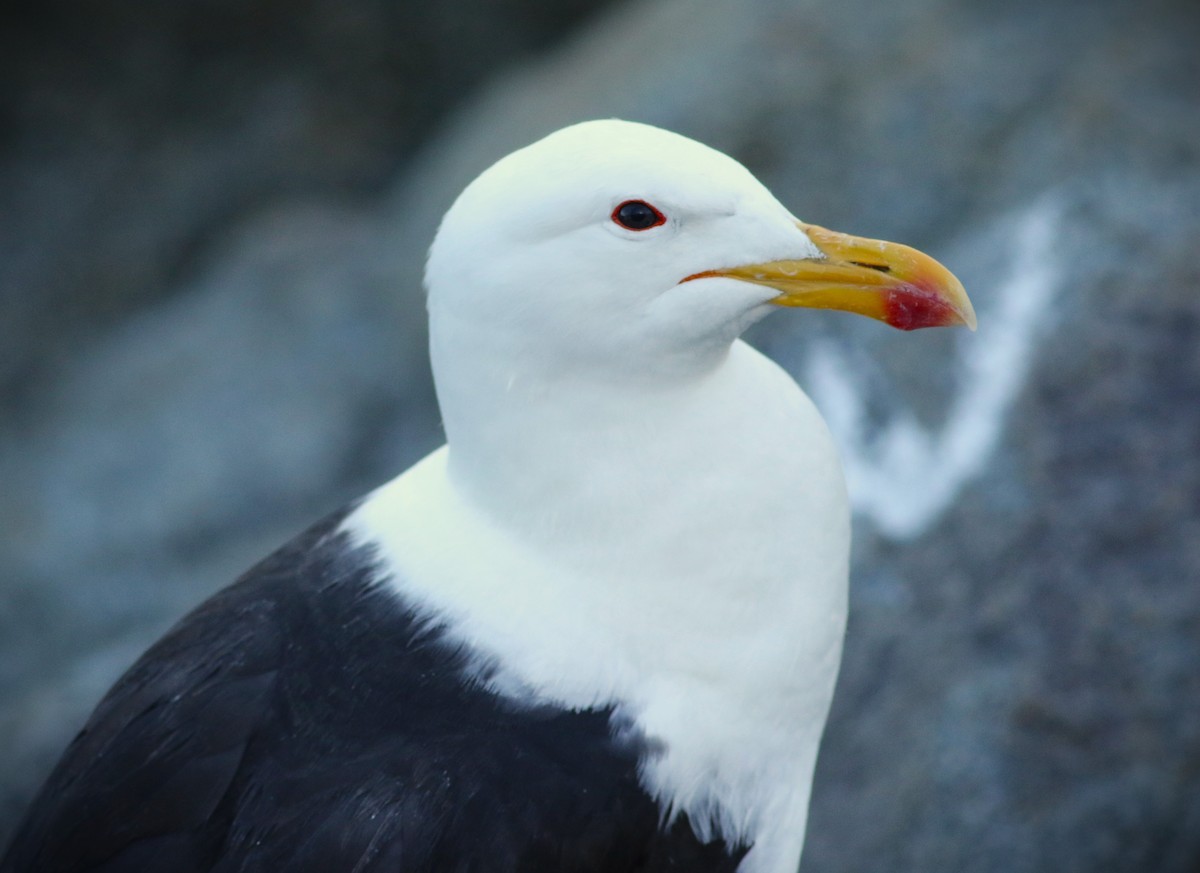 Kelp Gull (dominicanus) - ML615019240