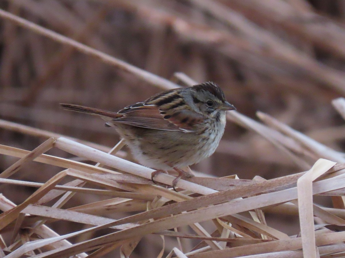 Swamp Sparrow - ML615019283