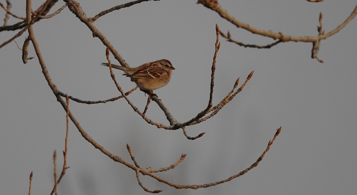 American Tree Sparrow - ML615019416