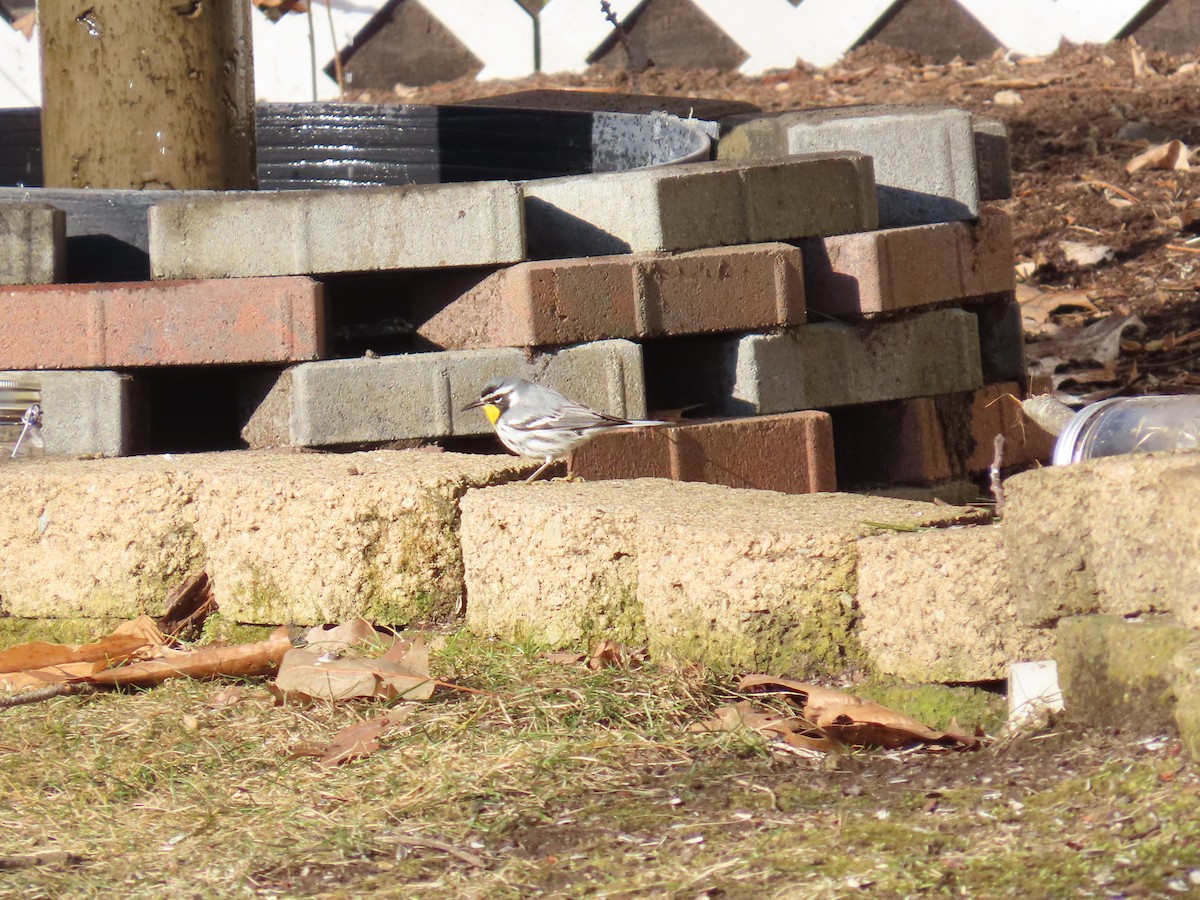 Yellow-throated Warbler - ML615019474