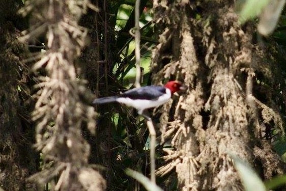 Red-capped Cardinal - Audrey Negro