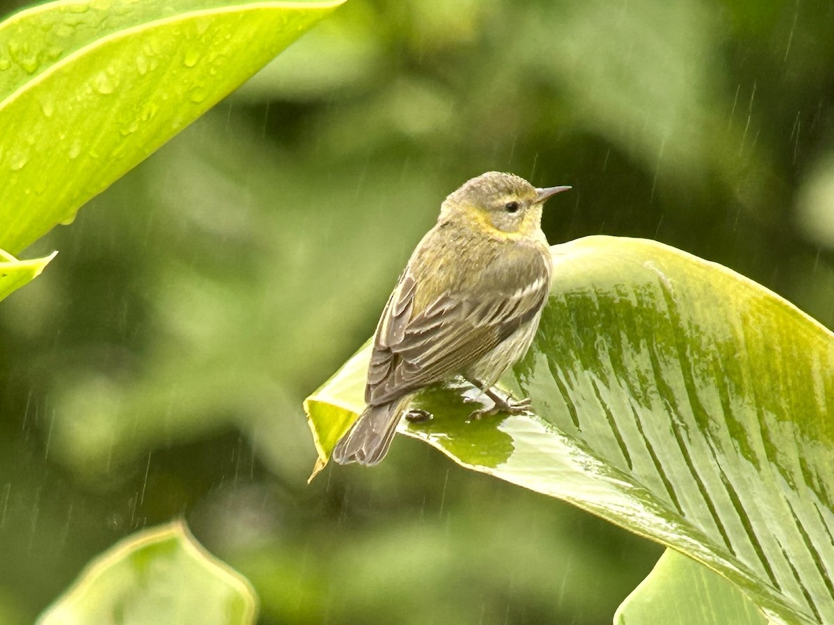 Cape May Warbler - ML615019576