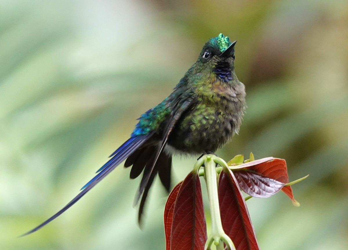 Violet-tailed Sylph - ML615019608