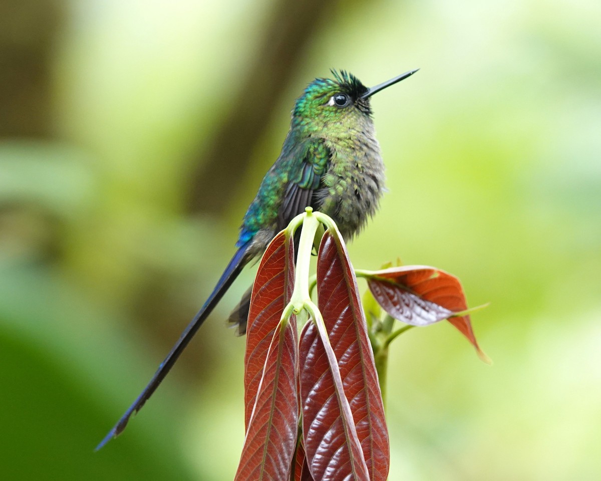 Violet-tailed Sylph - ML615019630
