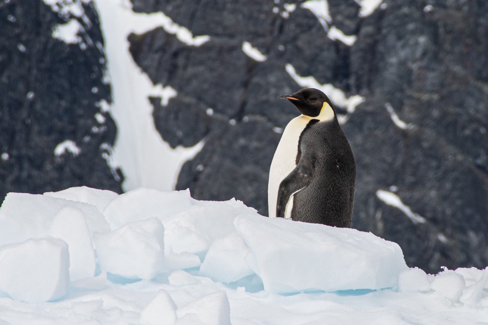 Emperor Penguin - Denis Corbeil