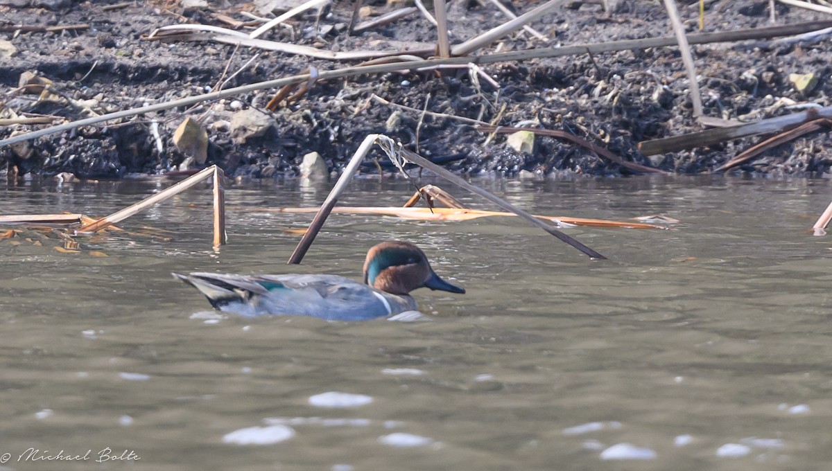 Green-winged Teal - ML615019653