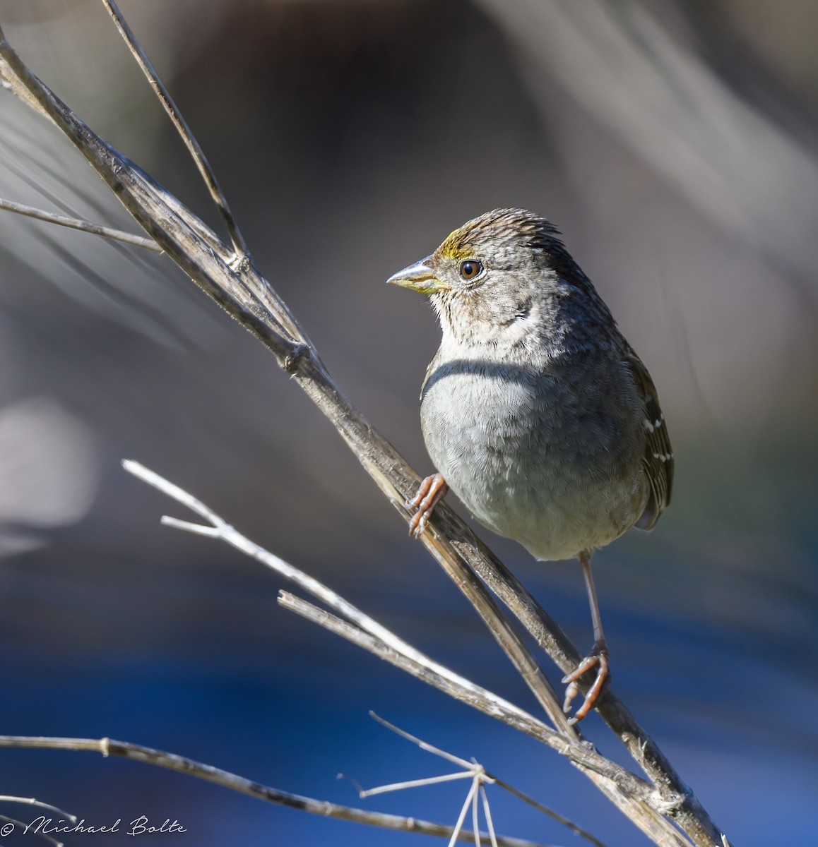 Golden-crowned Sparrow - Michael Bolte