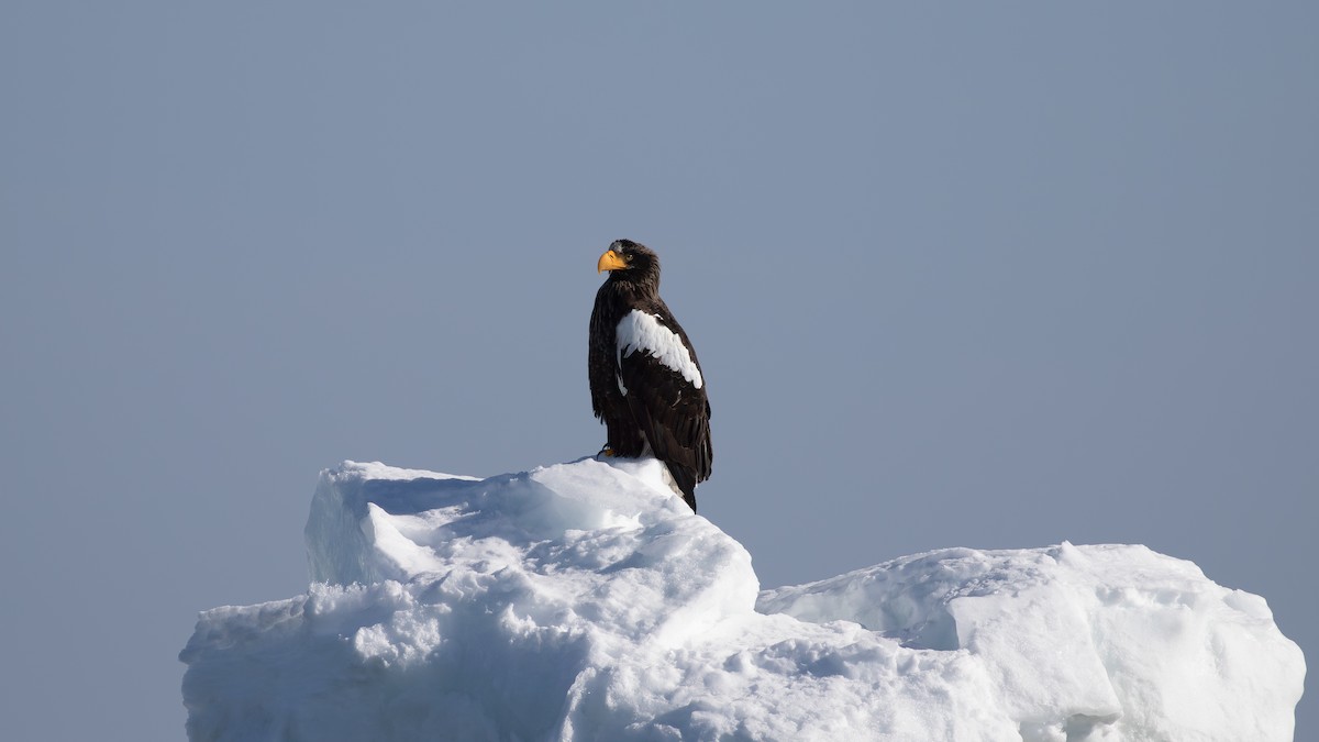 Steller's Sea-Eagle - paul mclelland