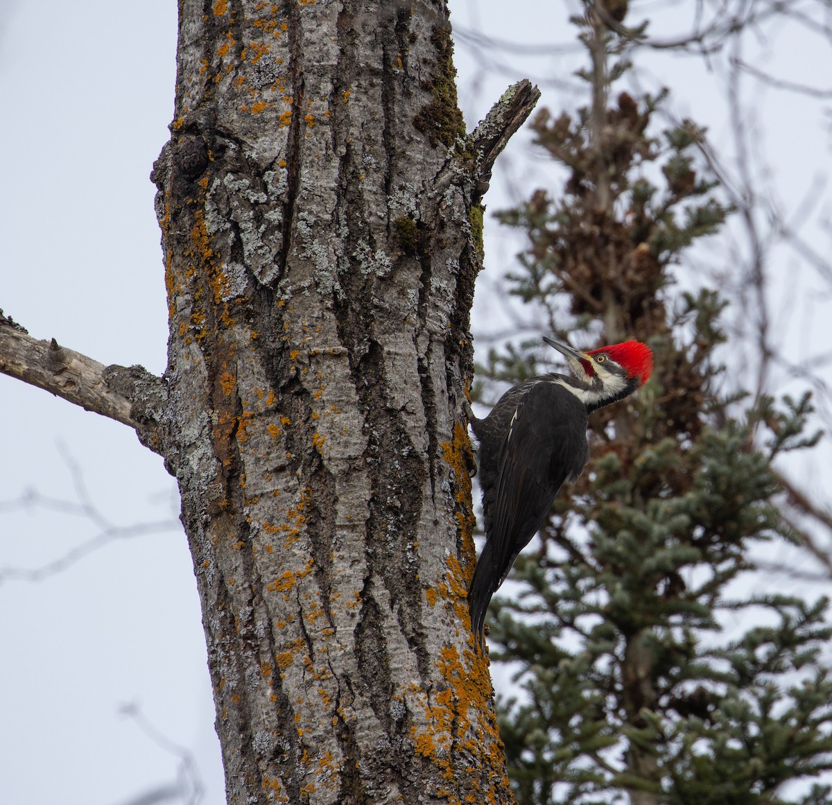 eBird Checklist - 18 Feb 2024 - Prentice Park - 14 species