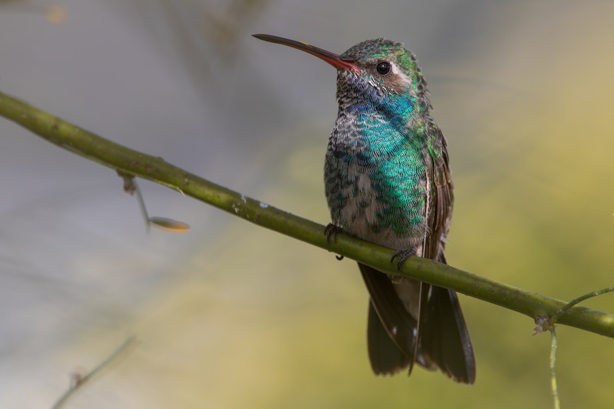 Broad-billed Hummingbird - ML615019785