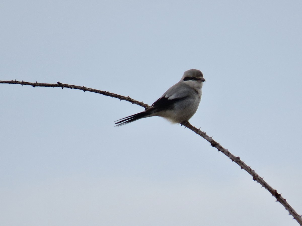 Northern Shrike - Molly Sultany