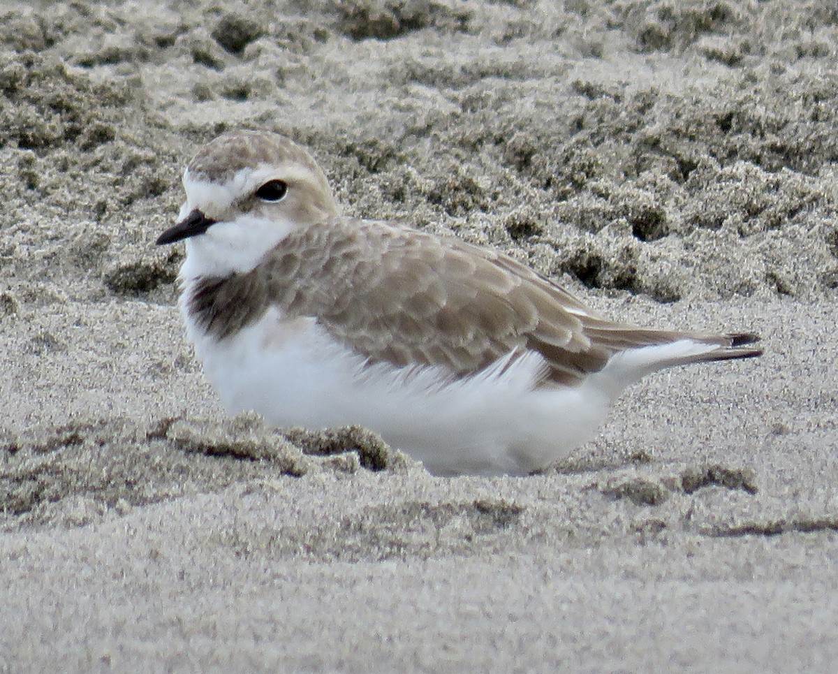 Snowy Plover - Molly Sultany