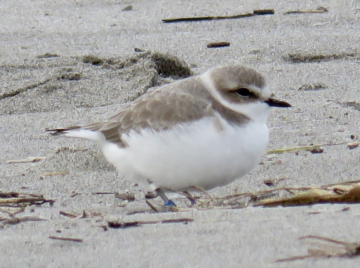 Snowy Plover - Molly Sultany