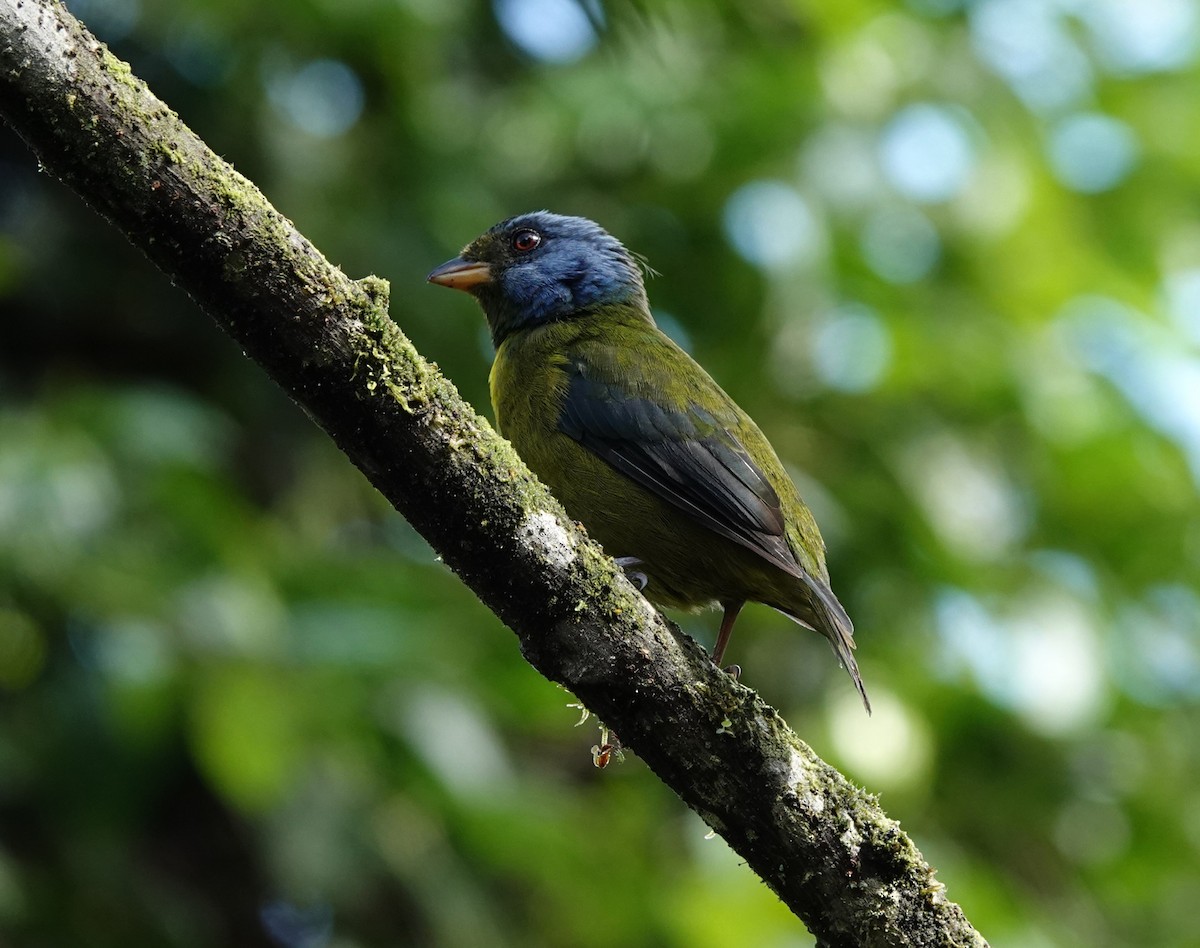Moss-backed Tanager - ML615020021