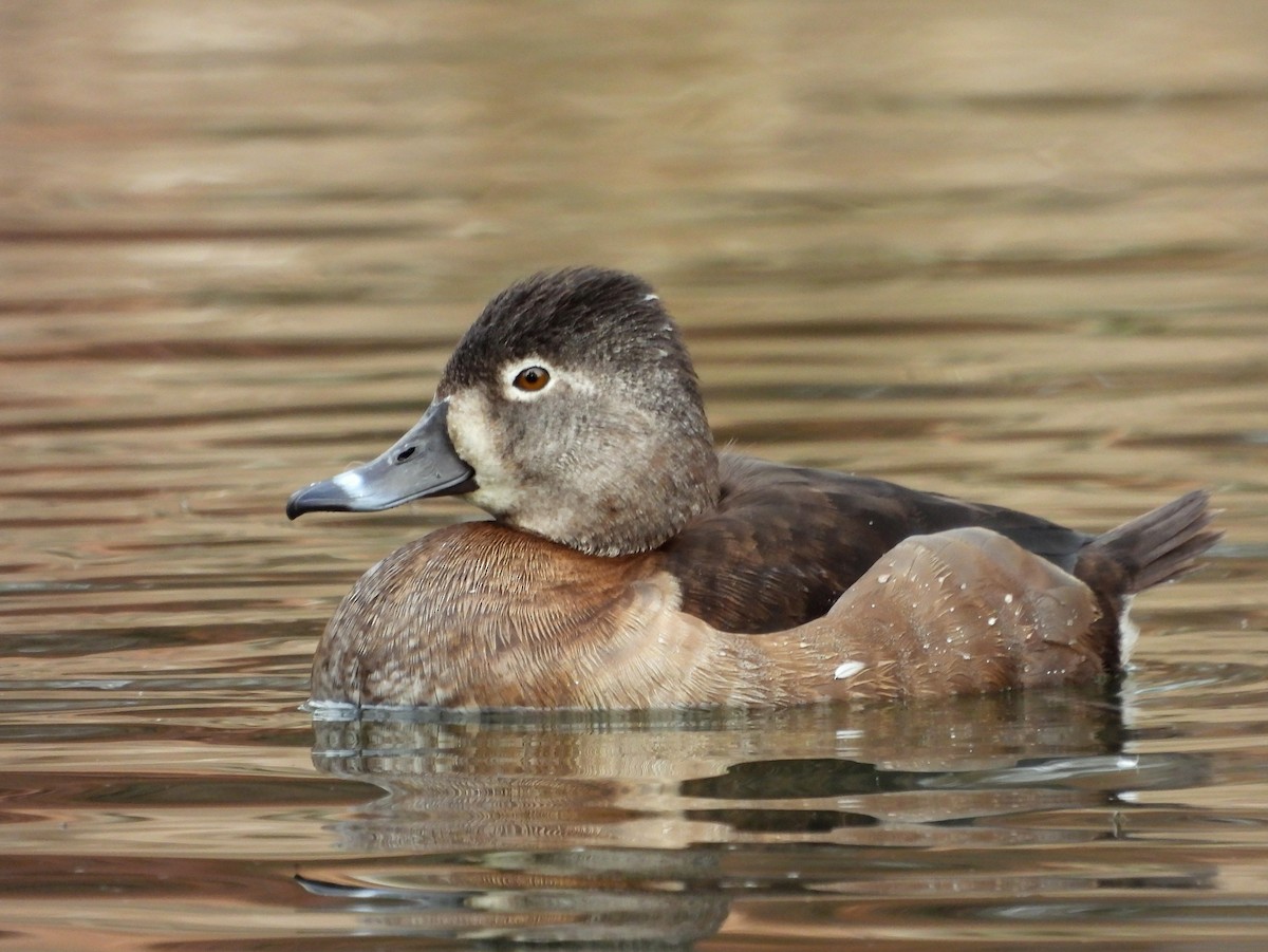 Ring-necked Duck - ML615020152