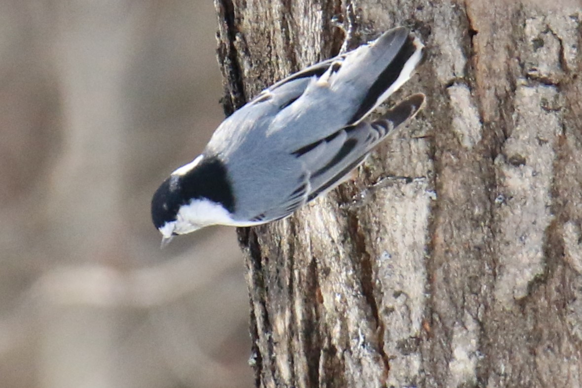 White-breasted Nuthatch - ML615020214