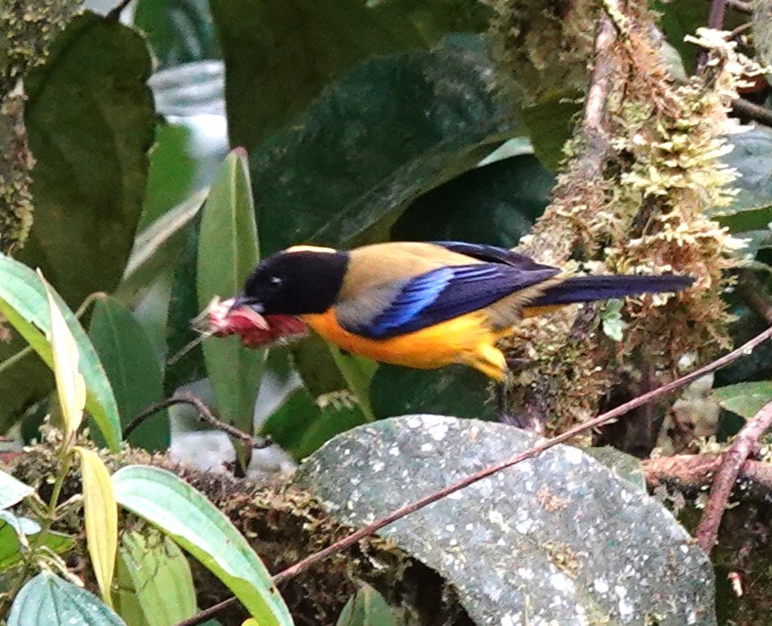 Black-chinned Mountain Tanager - ML615020246
