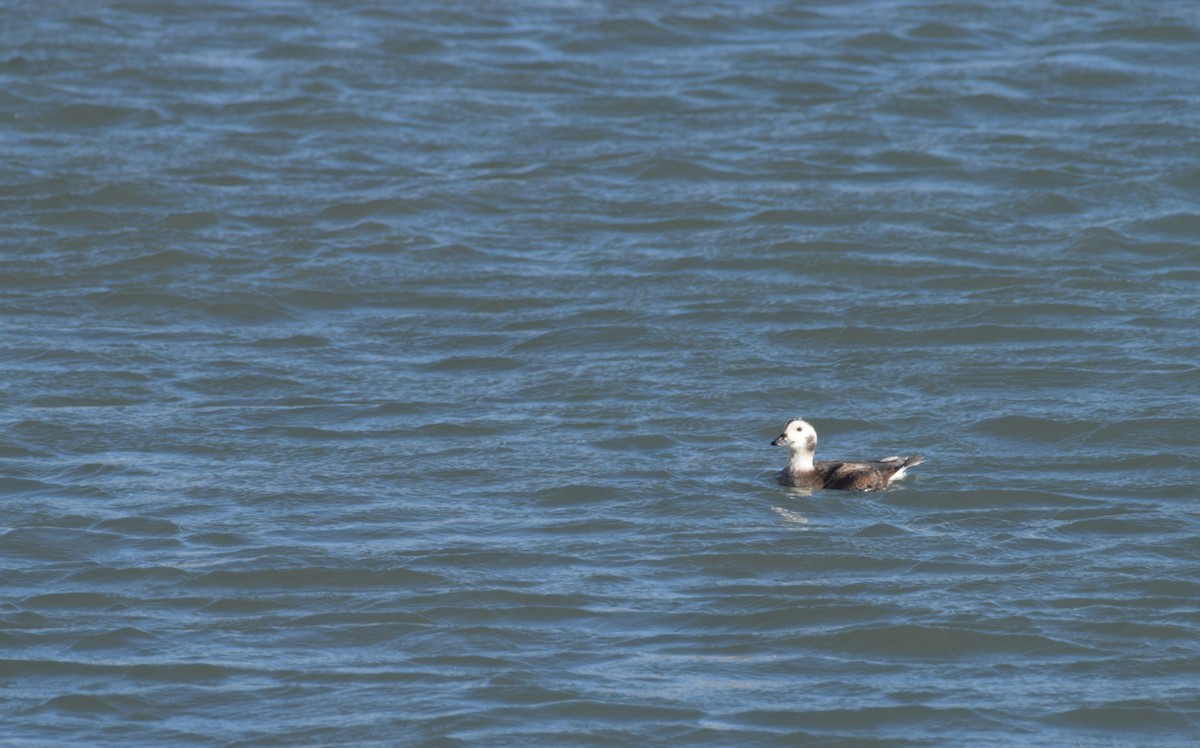 Long-tailed Duck - ML615020354