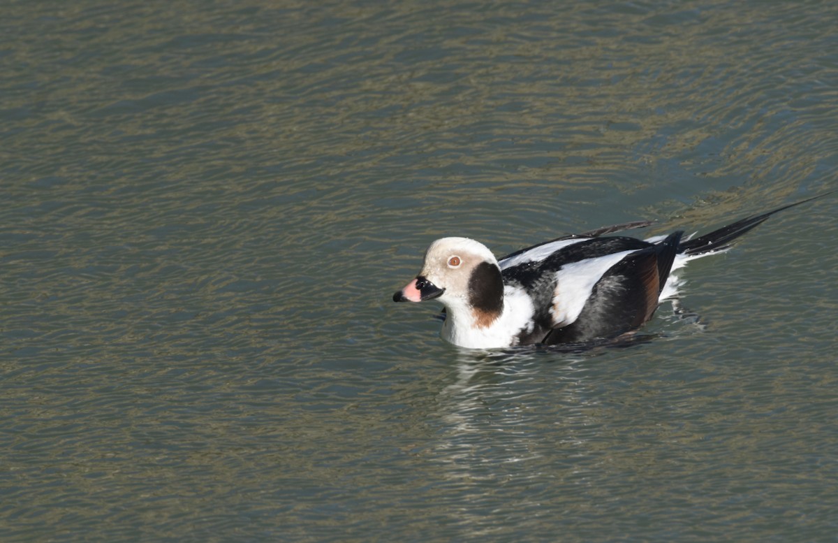 Long-tailed Duck - ML615020365
