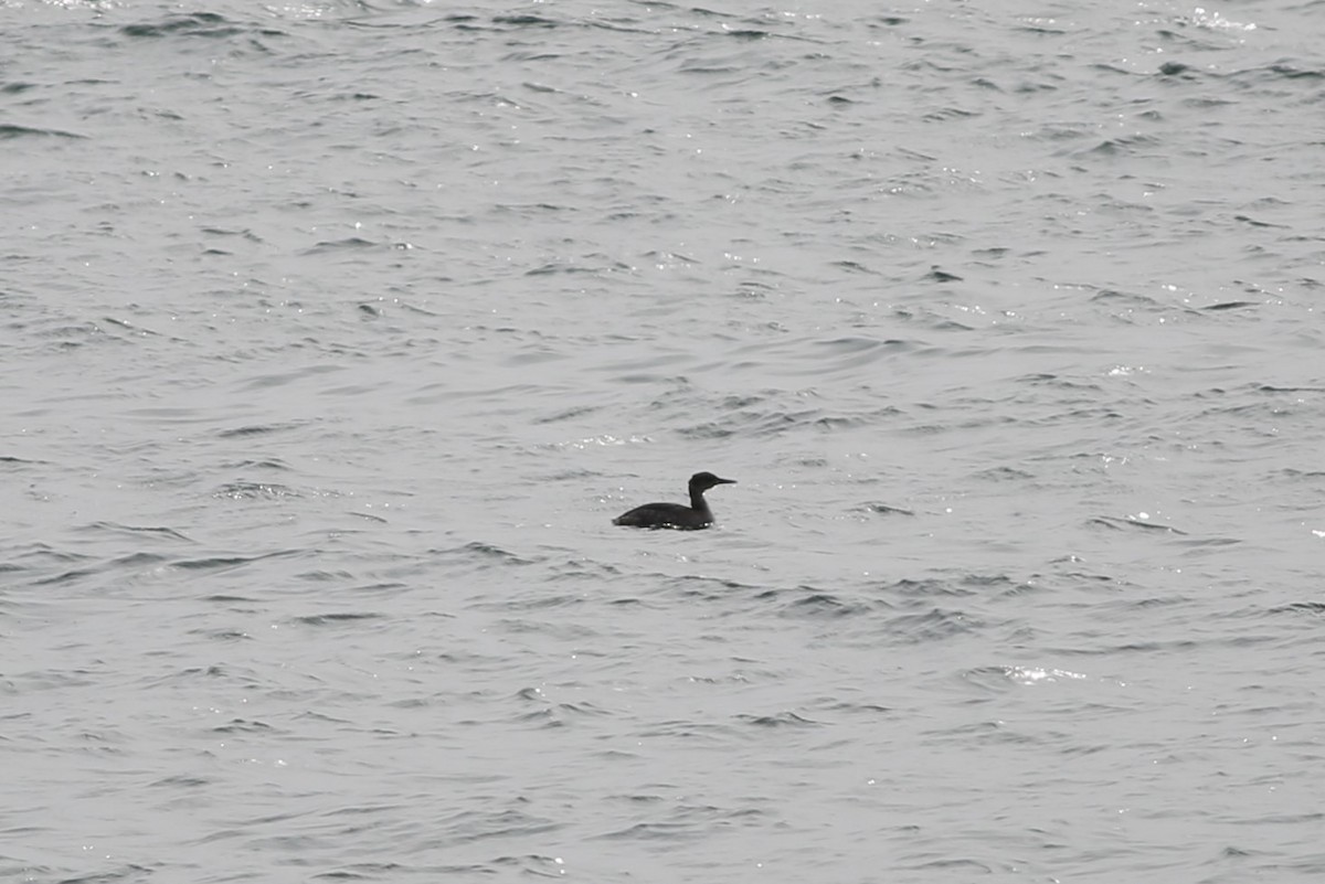 Red-necked Grebe - ML615020451