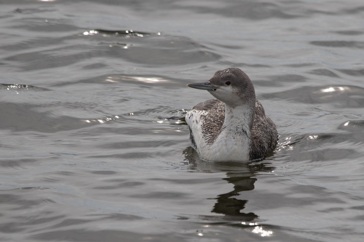 Red-throated Loon - ML615020456