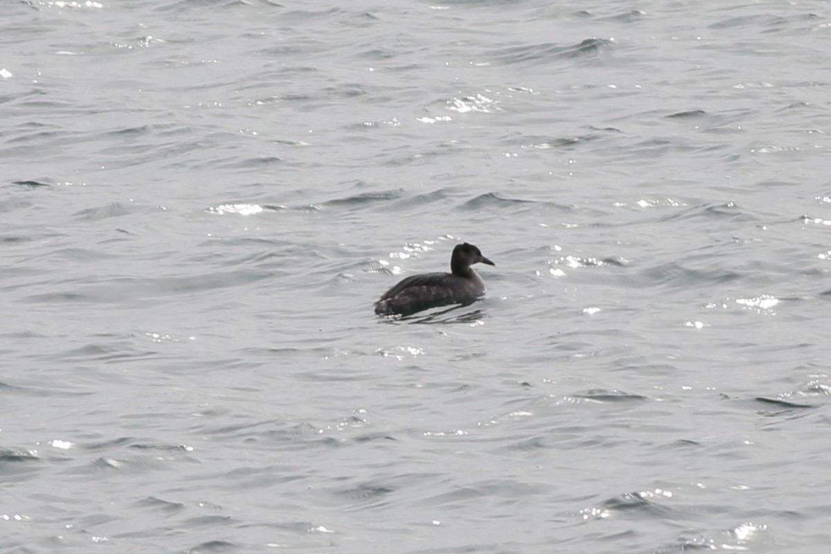 Red-necked Grebe - ML615020469