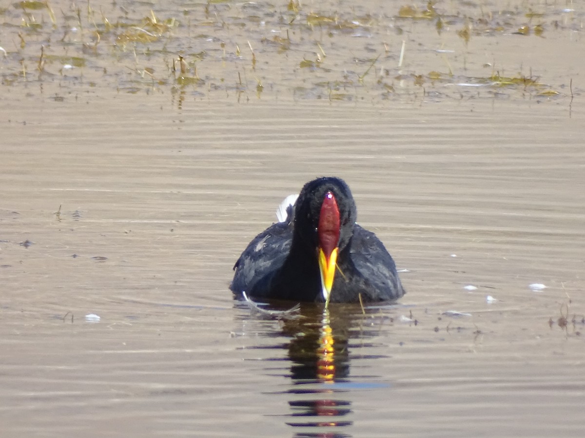 Red-fronted Coot - ML615020484