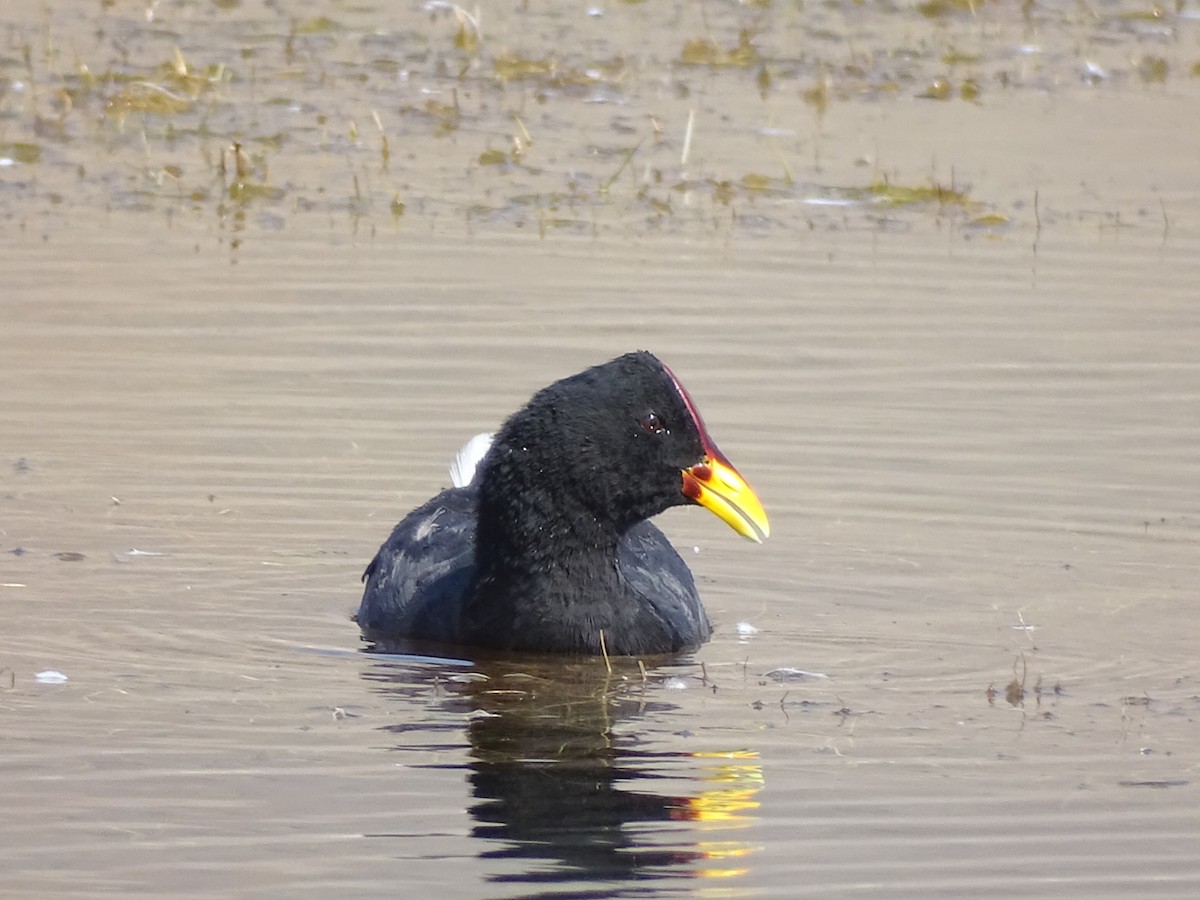 Red-fronted Coot - ML615020485