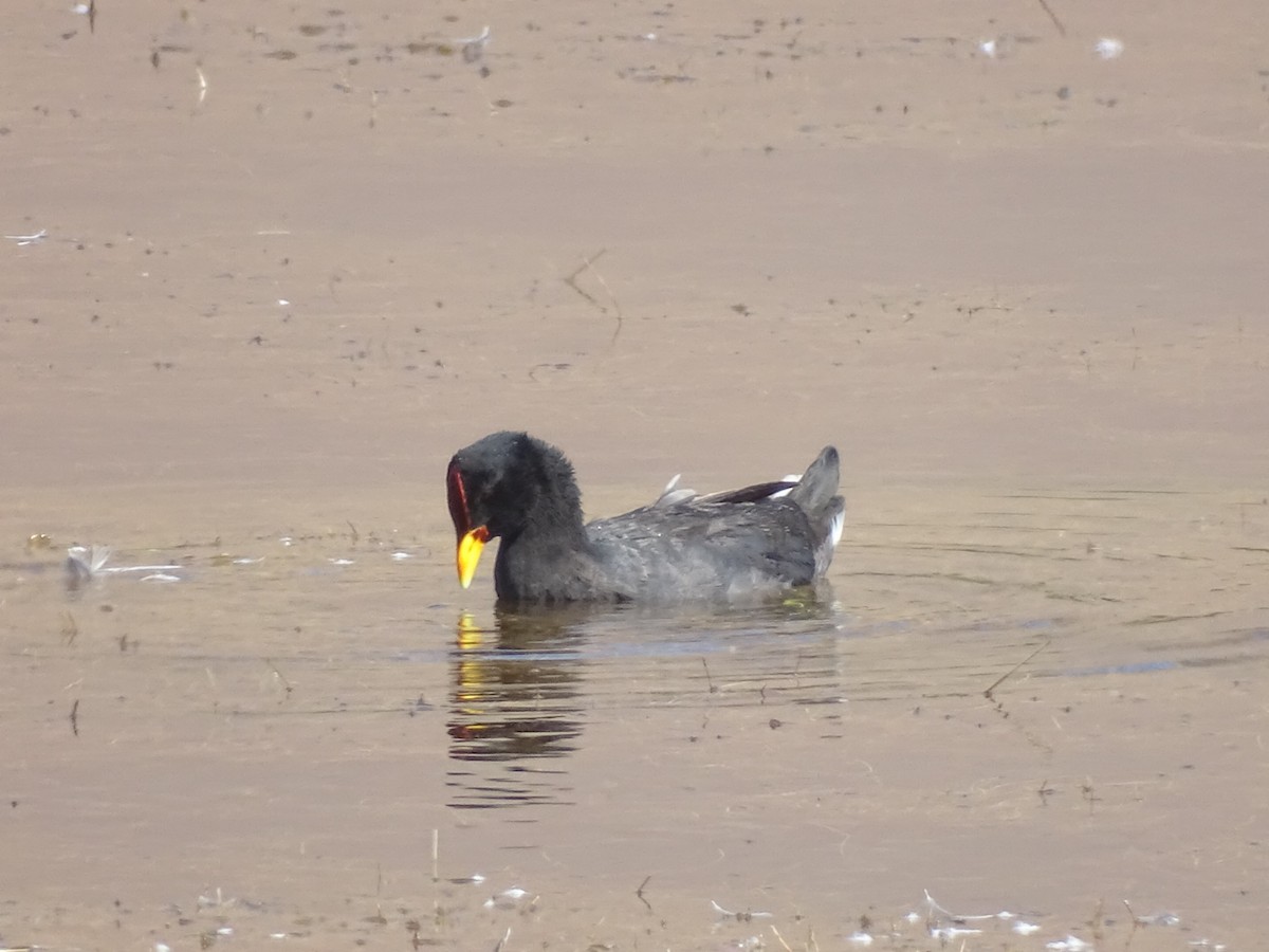 Red-fronted Coot - ML615020486